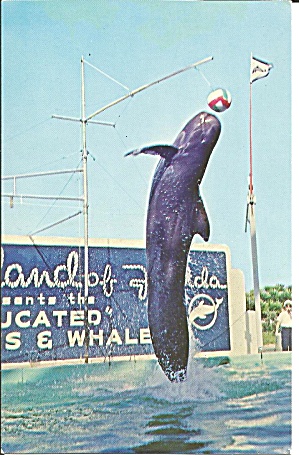 Trained Whale At Marineland Of Florida P35009