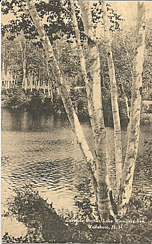 Wolfeboro Nh Lake Winnipesaukee Birches P36101
