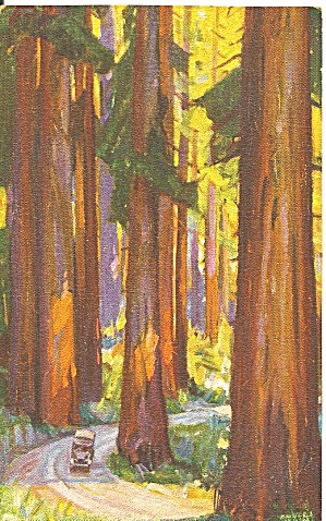 Redwoods In California Southern Pacific Rr Postcard P36115