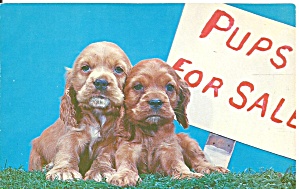 Pair Of Adorable Cocker Pups Postcard P36578