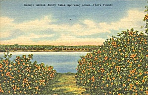 Florida Orange Grove On A Lake P37426