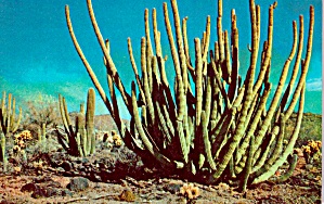 Organ Pipe Cactus Southern Arizona P38132