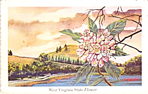 Big Laurel West Virginia State Flower P38299