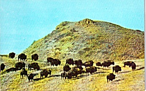 Theodore Roosevelt National Park Buffalo Herd P38332
