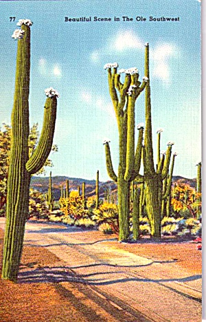 Saguaro Cactus In The Old Southwest P38359