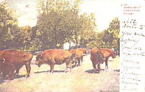 Chicago Il Lincoln Park Buffalo Herd P40156