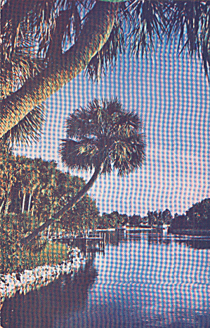 Florida Bayu Postcard P40216