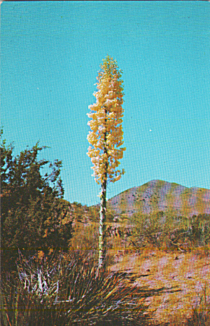 Yucca Large Desert Fllower Postc Card P40294