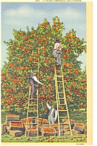 Picking Oranges Ca Postcard Linen P4232