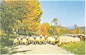 Flock Of Sheep Postcard P4741