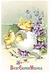 Best Easter Wishes Postcard Chicks Ca 1907 P7547