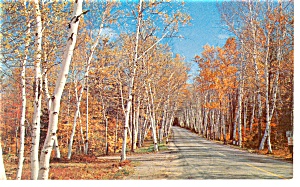 Shelburne Birches Of New Hampshire Postcard P7982