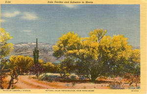 Palo Verde And Sahuaro Postcard T0143