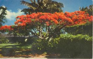 Flame Tree Royal Poinciana Postcard W0755