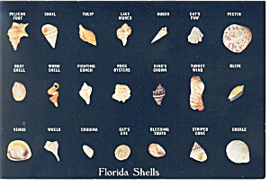 Shells Found On Florida Beaches Postcard W0831