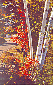 Roadside Beauty White Mountains Nh Postcard X0282 1962