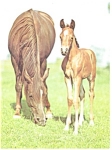 Mare and Foal Postcard cs0446