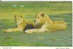 Pair of Lions at Lion Country CA Postcard cs10318