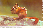 Chipmunk Habitant of Woods Mountains Postcard cs1039