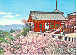 Cherry Blossoms in Japan Postcard cs1394