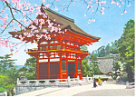 Cherry Blossoms and Pagoda in Japan cs1396