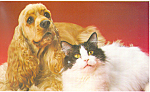 Cute Pup and Kitten Postcard cs2208