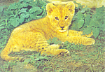 Lion Cub Postcard cs2288