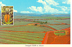 Pineapple Fields in Hawaii  Postcard cs2392