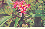 Pink Plumeria Blossoms Hawaii Postcard cs2485
