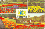 Holland in Flower Decoration cs4195