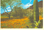 Prickly Pear and Saguaro Cactus Postcard cs4298