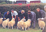Sheep Judging Postcard cs4742