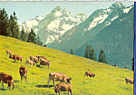 Bergkuhe Cows im Allgau Germany Postcard cs5119