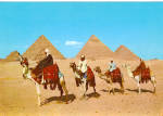 Arab Camelriders in front of Pyramids Egypt cs5256