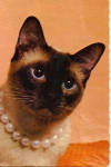 Siamese Cat with Necklace Postcard cs6336