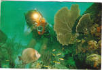 Seascapes of Belize Grey Angelfish Postcard cs6593