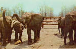 Elephants at Great Adventure Jackson NJ cs6742