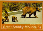 Mother Bear and Cubs Great Smoky Mountains Postcard cs6865