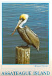 Brown Pelican at Assateague Island Postcard cs6943