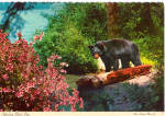Yearling Black Bear Postcard cs8089