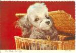 Small Poodle in a Basket Postcard cs8614