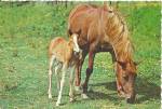 Mare and her Colt in Clover Postcard cs8620
