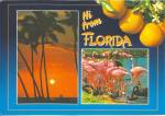 Florida Scenes Palms Flamingos Oranges cs8834