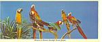 Parrot Jungle  Florida Postcard lp0228