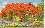 Royal Poinciana Tree FL Postcard n0186