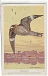 Nighthawk Audubon Postcard n0244