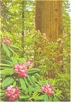 Redwood Rhododendron Postcard n0932
