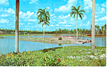 Flamingos at Hialeah Race Track Florida Postcard n1048