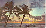 Sun on the Horizon in Florida Postcard n1050