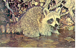 Raccoon Postcard n1088